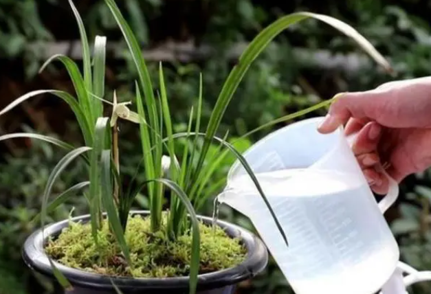 兰花什么时候浇水最好