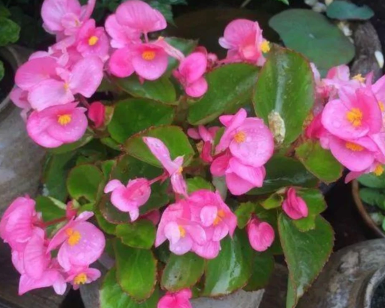 四季海棠花期可以施肥吗