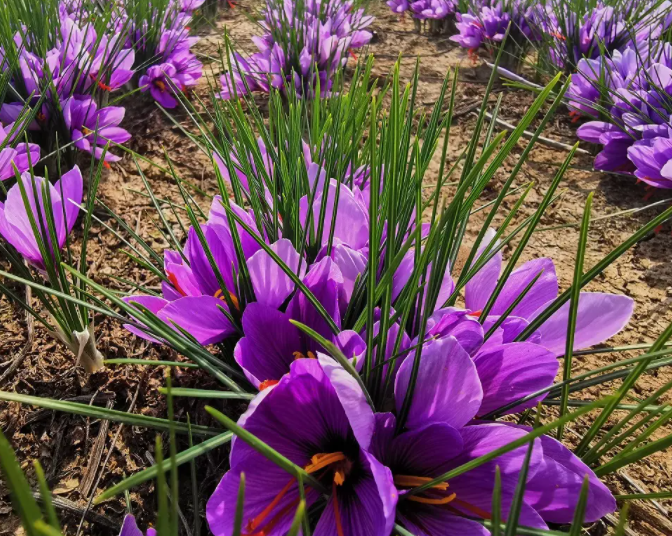 藏红花的种植时间适应环境