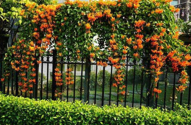 三种最旺家的爬藤花