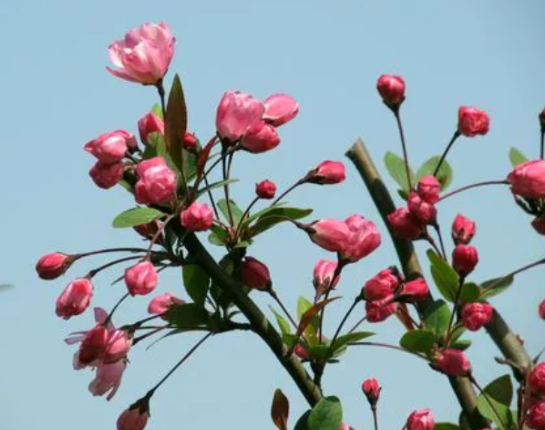 海棠怎么才能开花