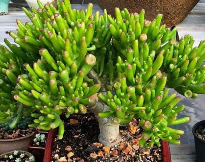 吸财树的养殖方法和注意事项