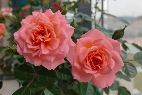 玫瑰花怕阳光暴晒吗