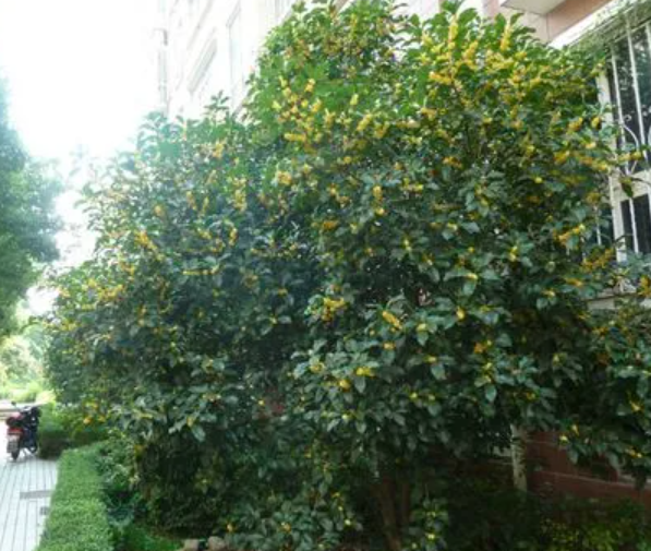 门前种桂花树的好处