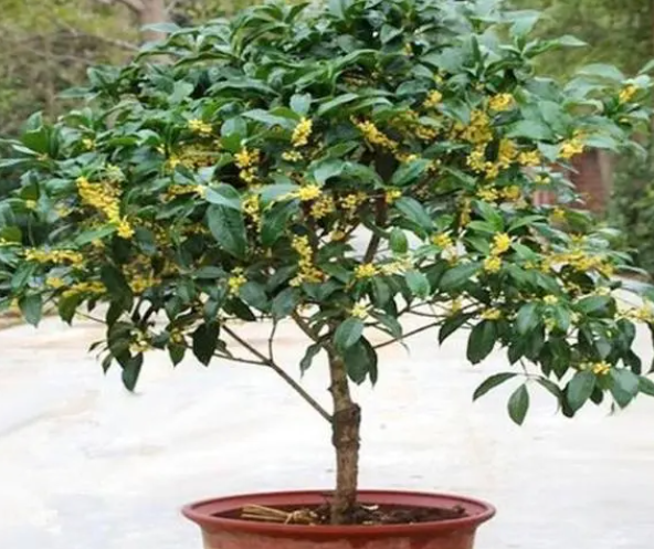 桂花种植方法 盆栽