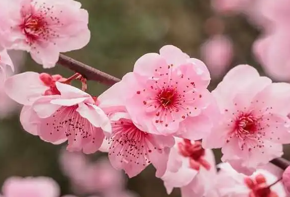 梅花适合种在哪里