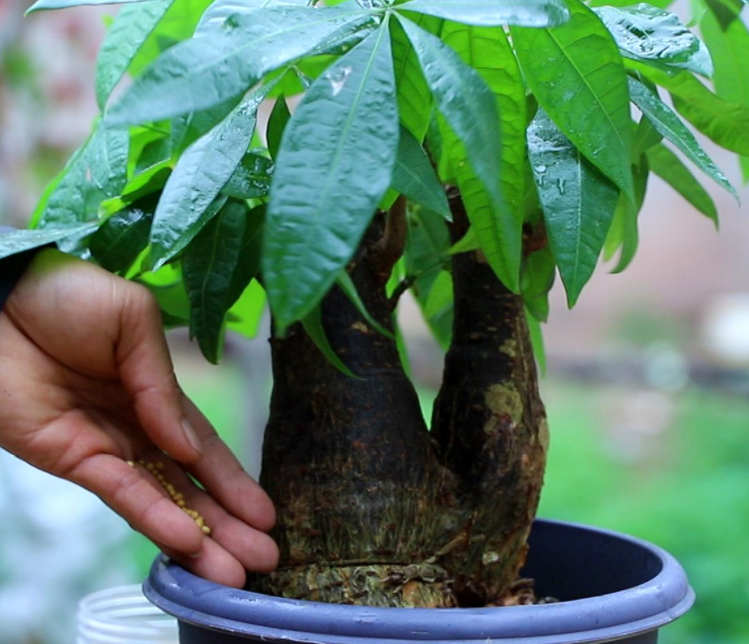 夏天给发财树施肥的方法