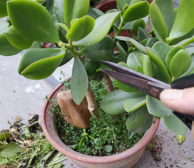 玉树长多大剪枝