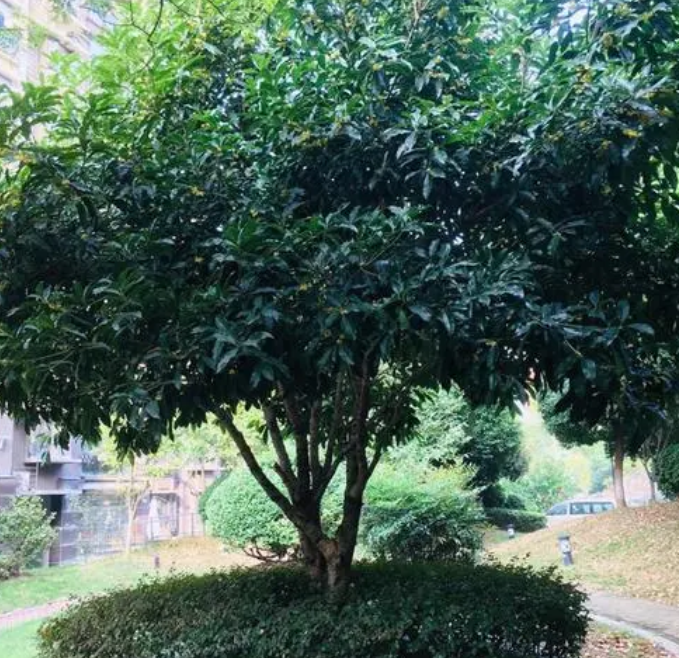 地栽桂花树多久浇一次水