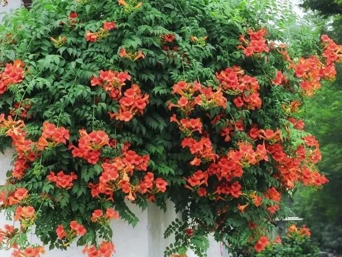 为什么门前不栽凌霄花