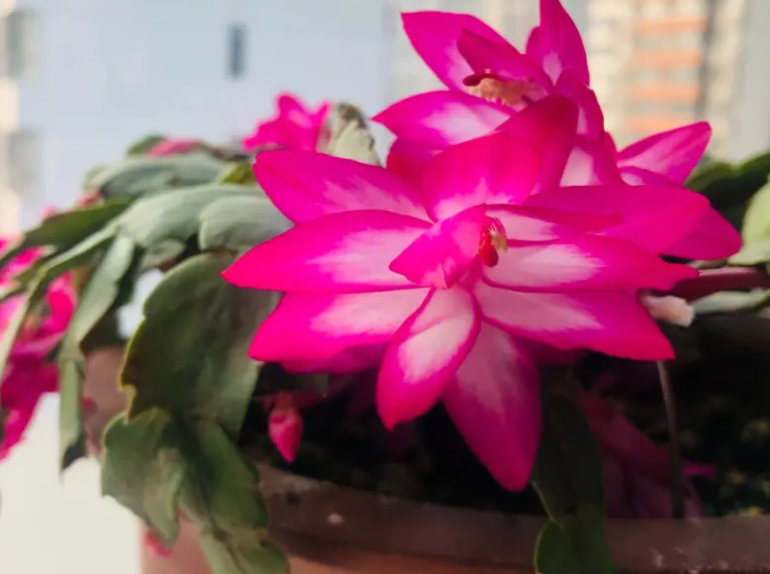 蟹爪兰开完花后又开花了