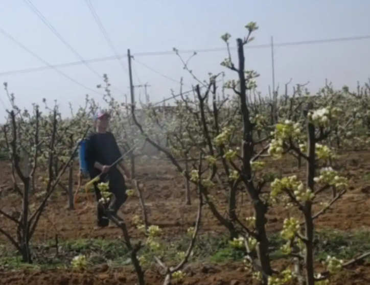 梨树全年打药表