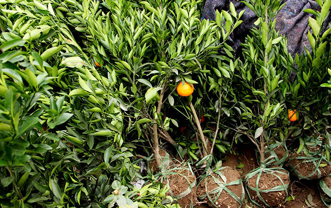 新移栽的桔子树苗几天能活