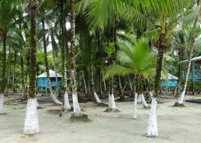 巴拿马棕榈树种子