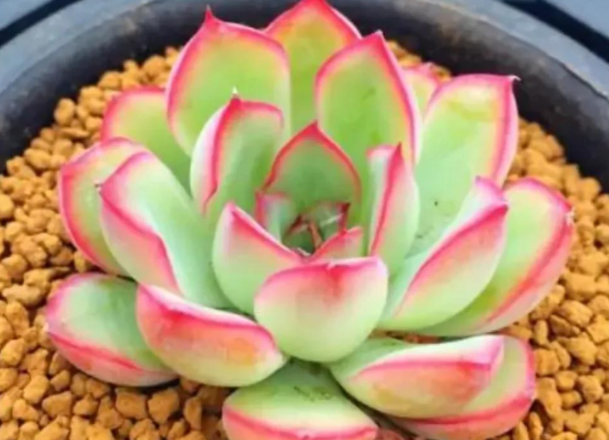 荷花多肉夏天怎么养