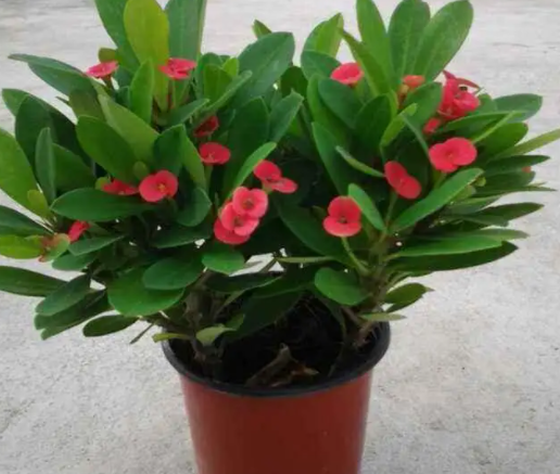 刺梅花适合家里养么