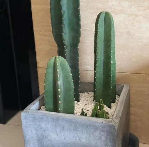 量天尺用什么花盆好看