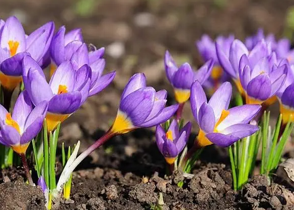 藏红花什么时候种植怎么种植