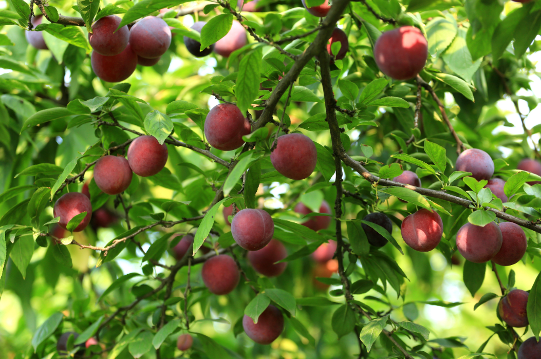 房前种李子树风水好吗