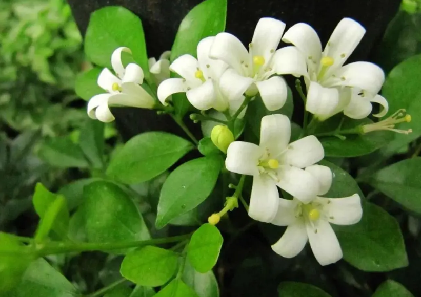 九里香什么季节开花