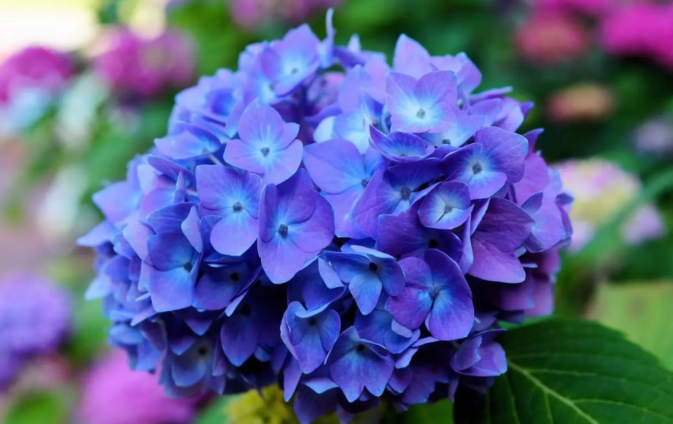 绣球花喜欢阳光吗