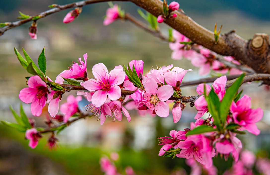 做生意什么花寓意好