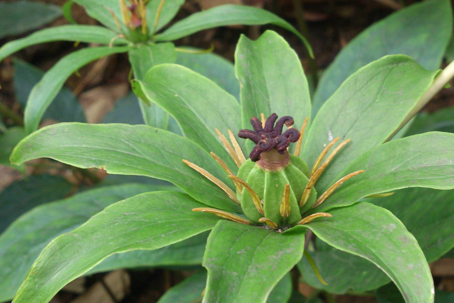 种植七叶一枝花赚钱吗
