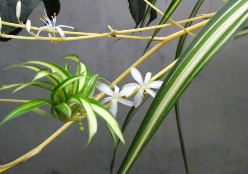 吊兰几年才会抽穗开花