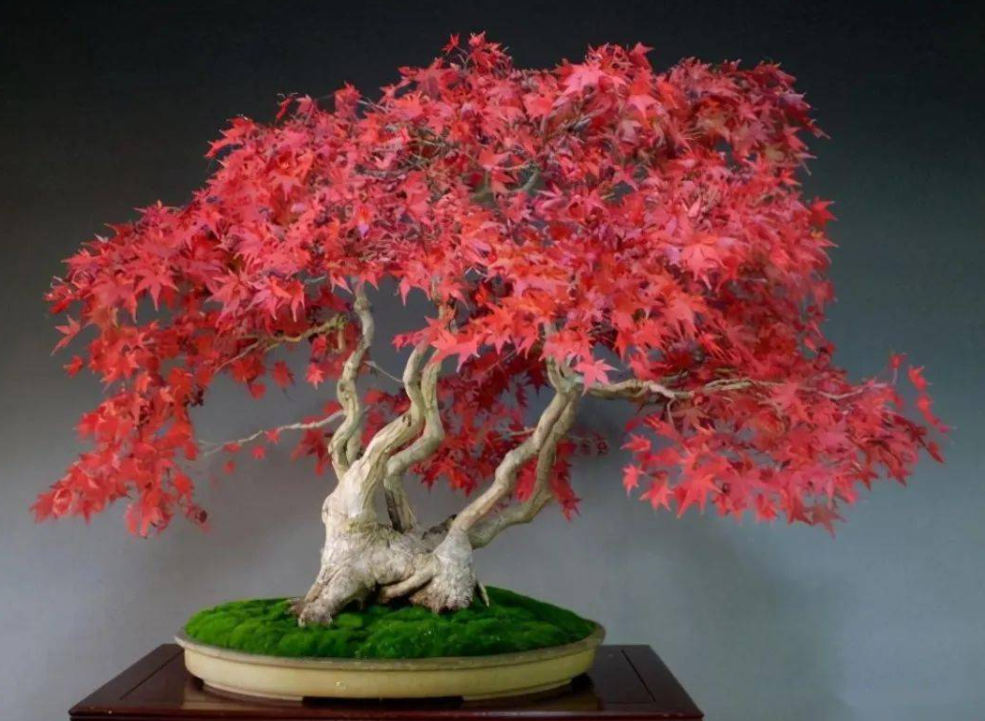枫树盆景怎么变粗