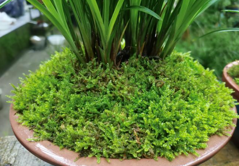 兰花盆上的苔藓怎么养