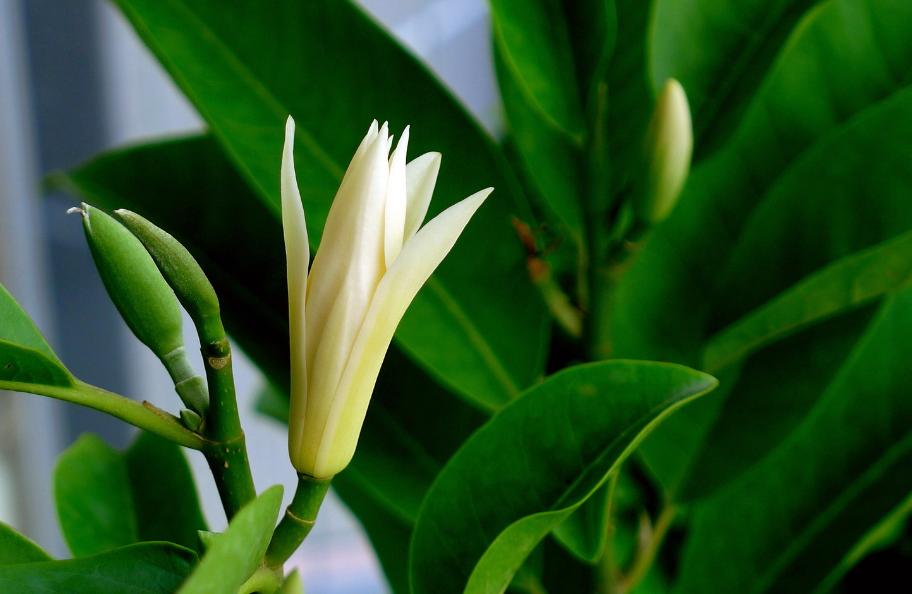 如何养好白兰花