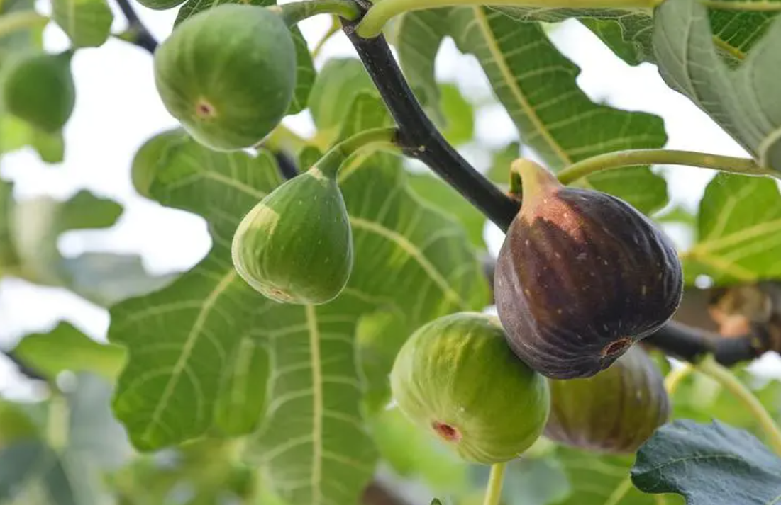 无花果浇什么肥长的快