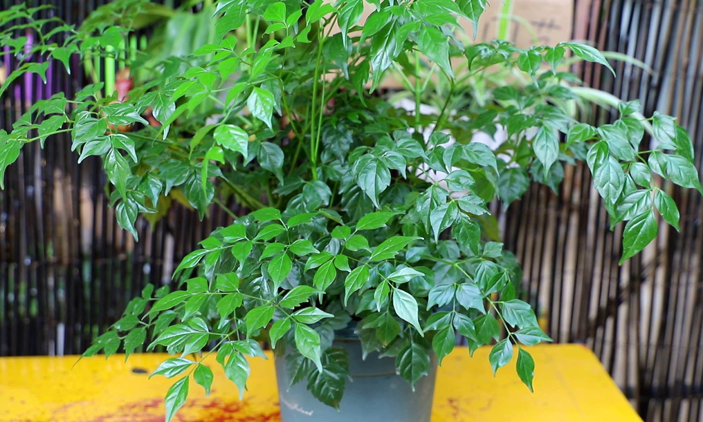 幸福树叶子多久喷一次水