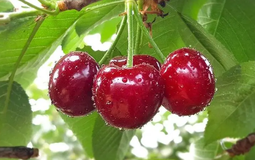 车厘子树需要经常浇水吗