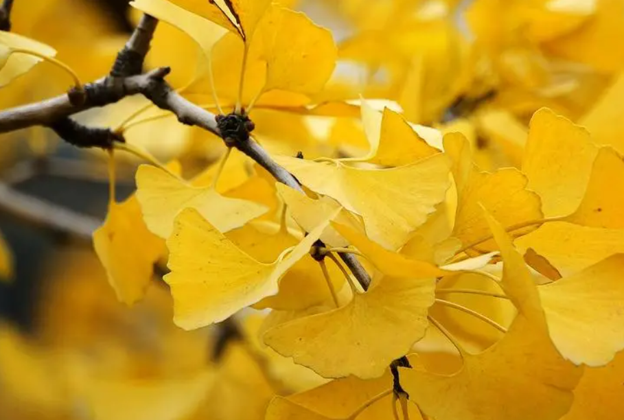 银杏树一般什么时候栽