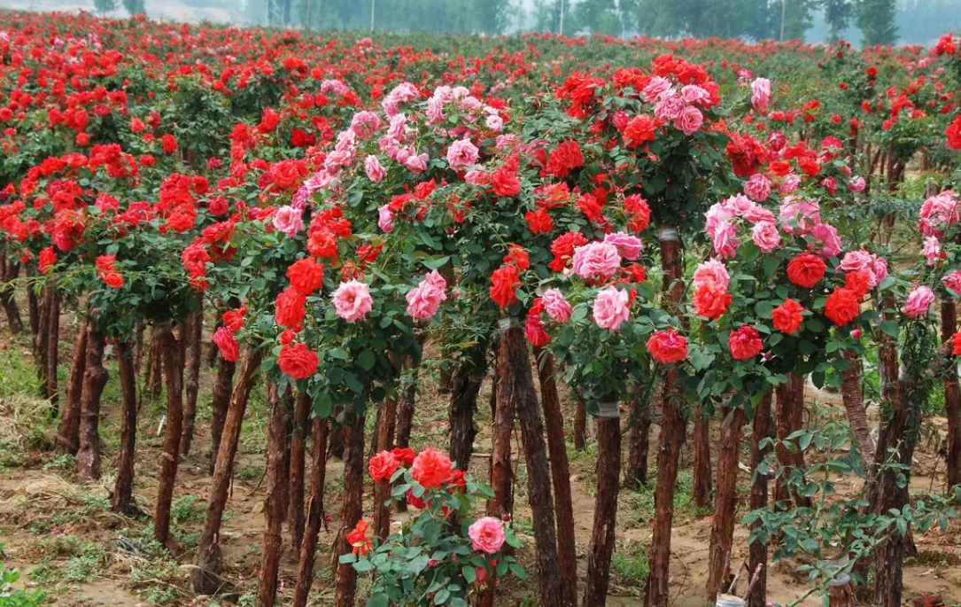 树状月季怎么养