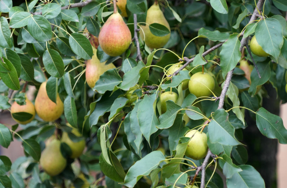 怎样修剪梨树