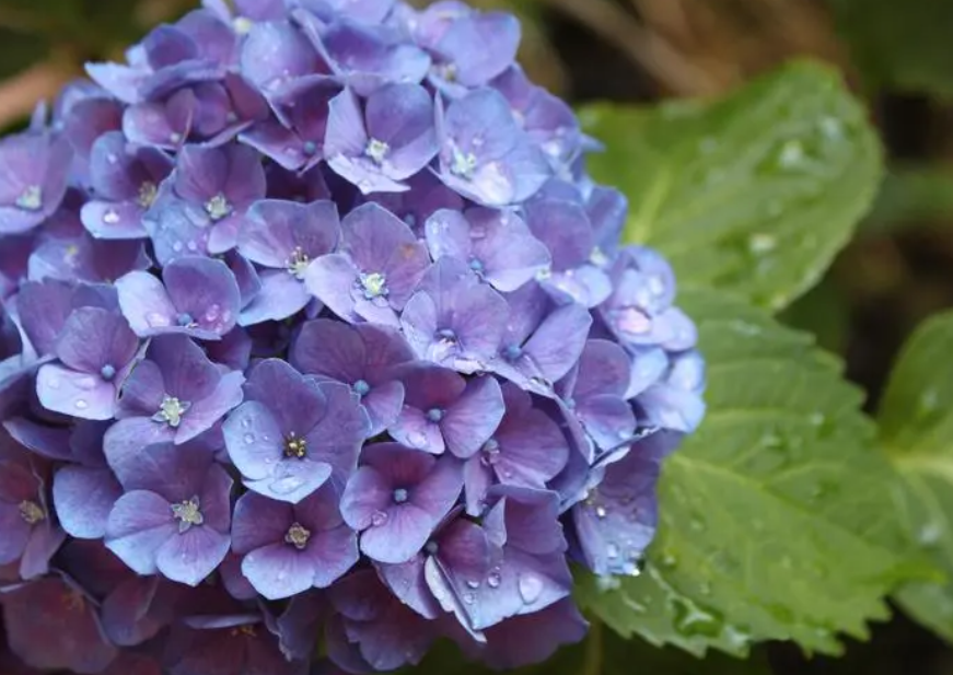 绣球花能养多久