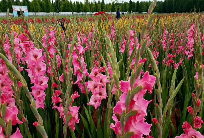 剑兰为啥很高不开花