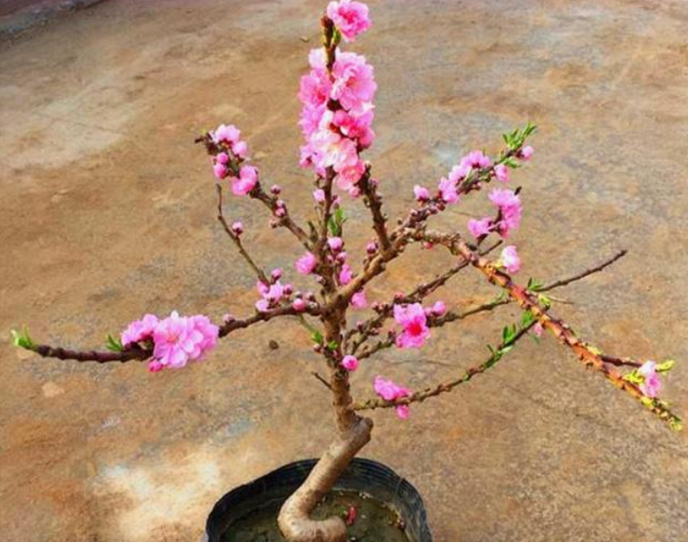 桃花盆栽养殖方法