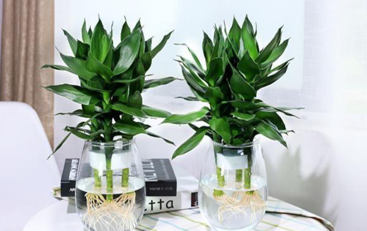 平安竹会开花吗