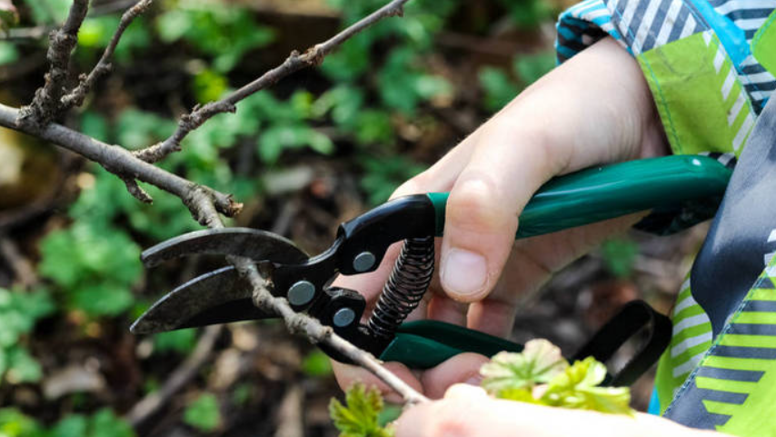 什么时候可以修剪树枝