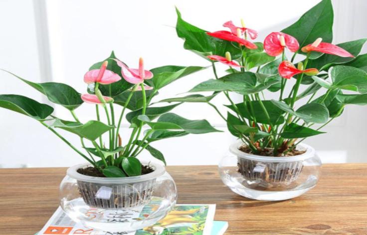 水培花卉怎么种植