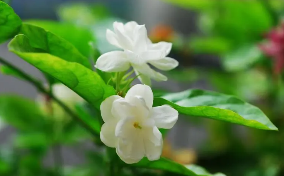 茉莉和栀子花哪个好养