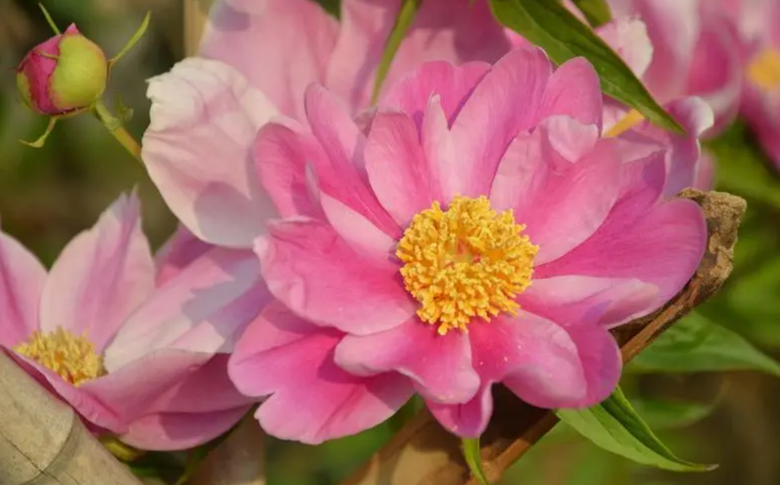 芍药花室内可以种植吗