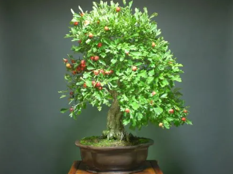 盆栽花椒树怎么养