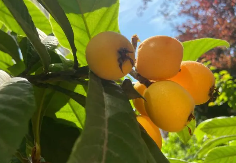 枇杷树种子可以种吗