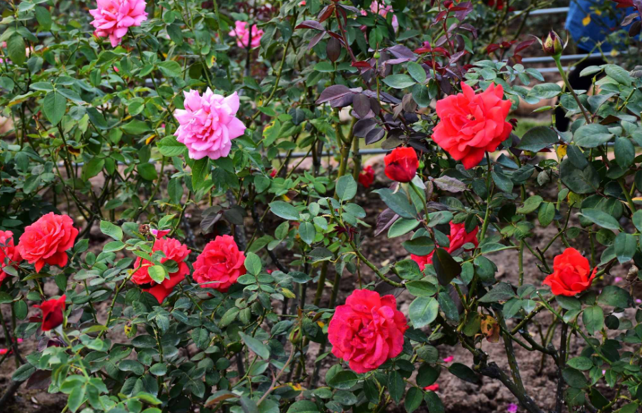 玫瑰花种植方法和时间