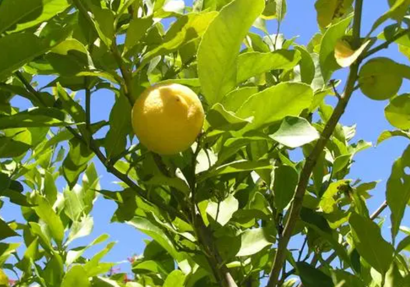 柠檬不开花不结果原因