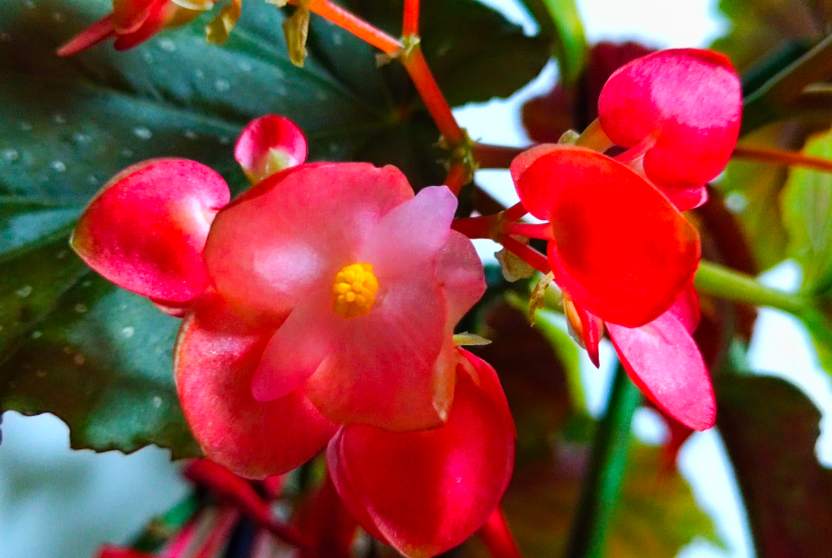 大叶海棠花的养殖方法